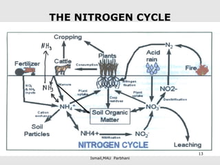 Compiled & Edited Dr Syed
Ismail,MAU Parbhani
THE NITROGEN CYCLE
13
 