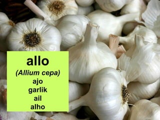 allo
(Allium cepa)
ajo
garlik
ail
alho

 