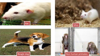 Application requires gathering of species-specific PK
data, such as half-life (t½), clearance (Cl), and
volume of distribution (Vd), from multiple species.
 