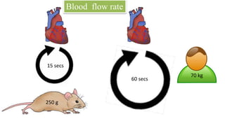 Protein binding (Size independent)
• Drug affinity
• No.of PBS
• Efflux protein
 