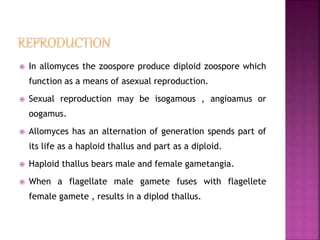  In allomyces the zoospore produce diploid zoospore which
function as a means of asexual reproduction.
 Sexual reproduction may be isogamous , angioamus or
oogamus.
 Allomyces has an alternation of generation spends part of
its life as a haploid thallus and part as a diploid.
 Haploid thallus bears male and female gametangia.
 When a flagellate male gamete fuses with flagellete
female gamete , results in a diplod thallus.
 