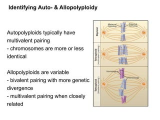 Allopolyploid | PPTX