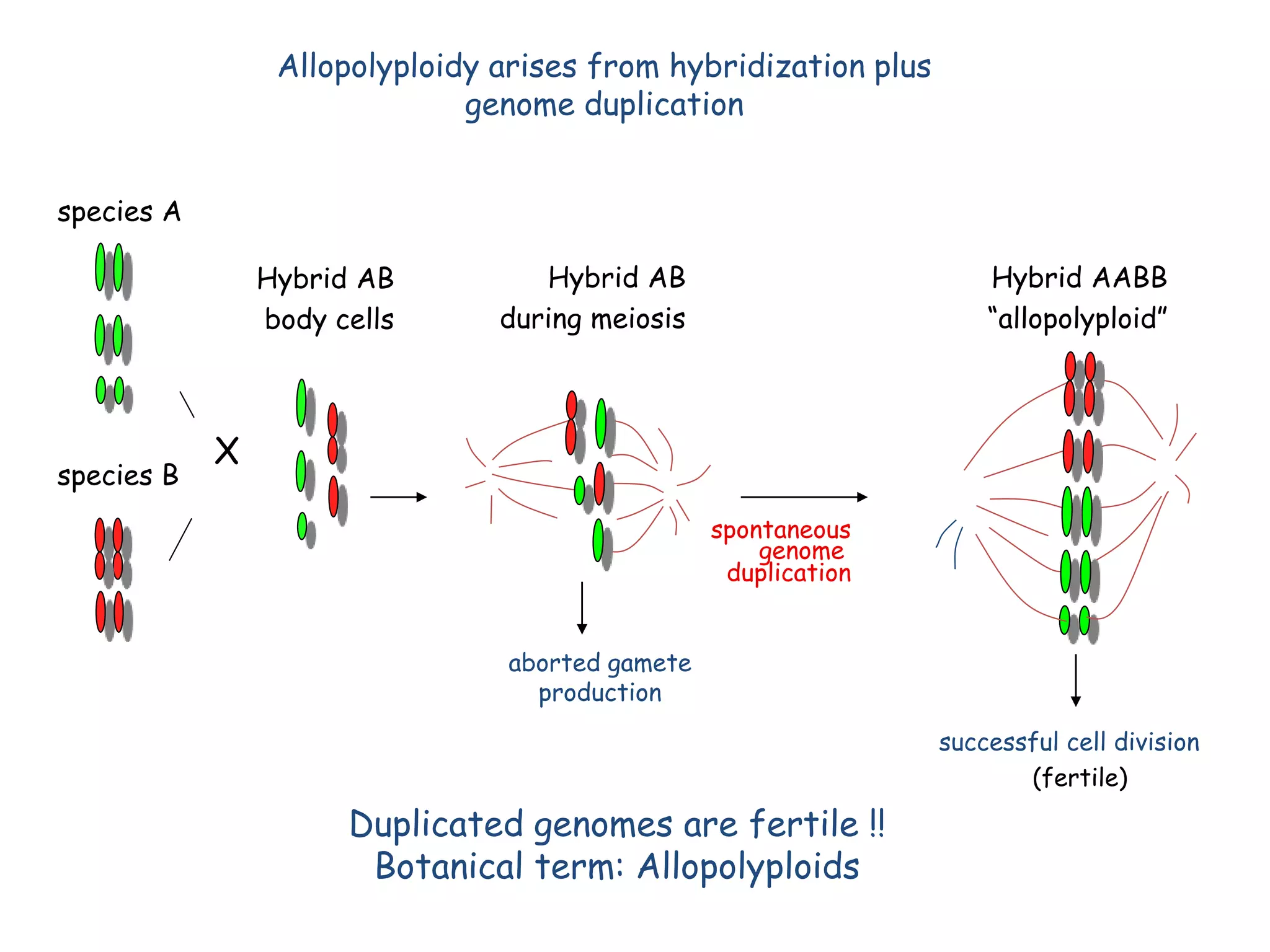 species A 
species B 
X 
Hybrid AB 
during meiosis 
aborted gamete 
production 
Hybrid AB 
body cells 
spontaneous 
genome 
duplication 
Duplicated genomes are fertile !! 
Botanical term: Allopolyploids 
Hybrid AABB 
“allopolyploid” 
successful cell division 
(fertile) 
Allopolyploidy arises from hybridization plus 
genome duplication 
 
