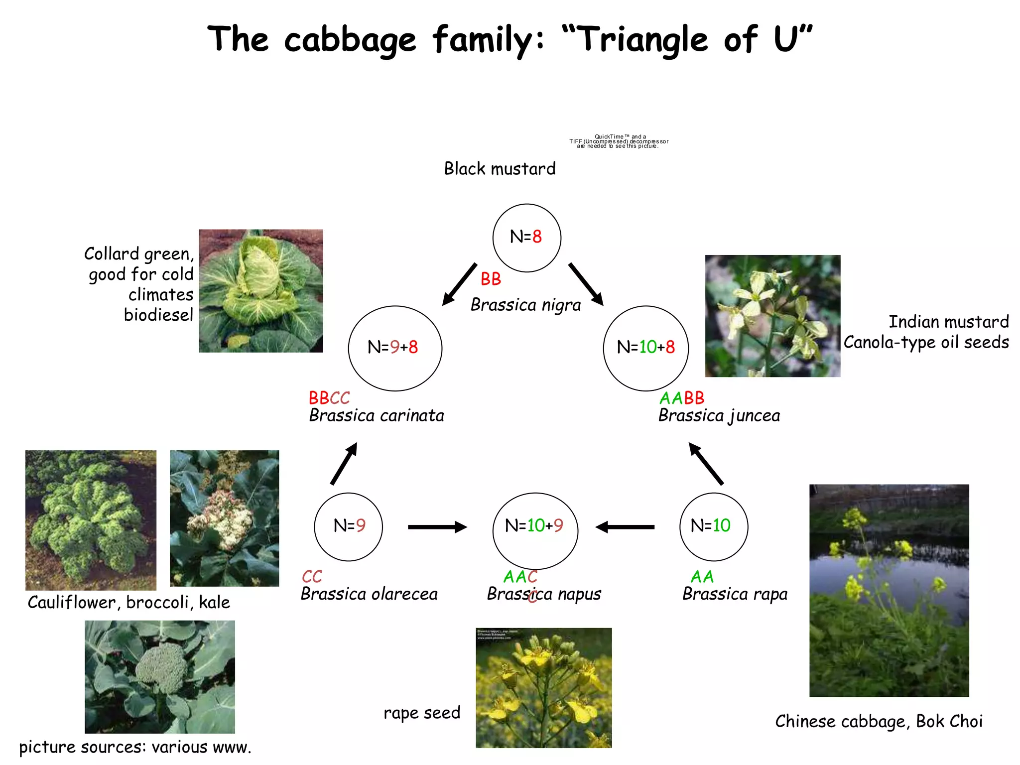 The cabbage family: “Triangle of U” 
Black mustard 
N=8 
N=10+8 
BB 
Brassica carinata Brassica juncea 
Chinese cabbage, Bok Choi 
Cauliflower, broccoli, kale 
Qu i ckTi me™ an d a 
TIFF (Uncompres sed) decompres sor 
are needed to see this picture. 
N=9 N=10 
rape seed 
Indian mustard 
Canola-type oil seeds 
Collard green, 
good for cold 
climates 
biodiesel 
Brassica nigra 
N=10+9 
Brassica olarecea Brassica napus 
Brassica rapa 
AABB 
AA 
BBCC 
AAC 
C 
N=9+8 
CC 
picture sources: various www. 
