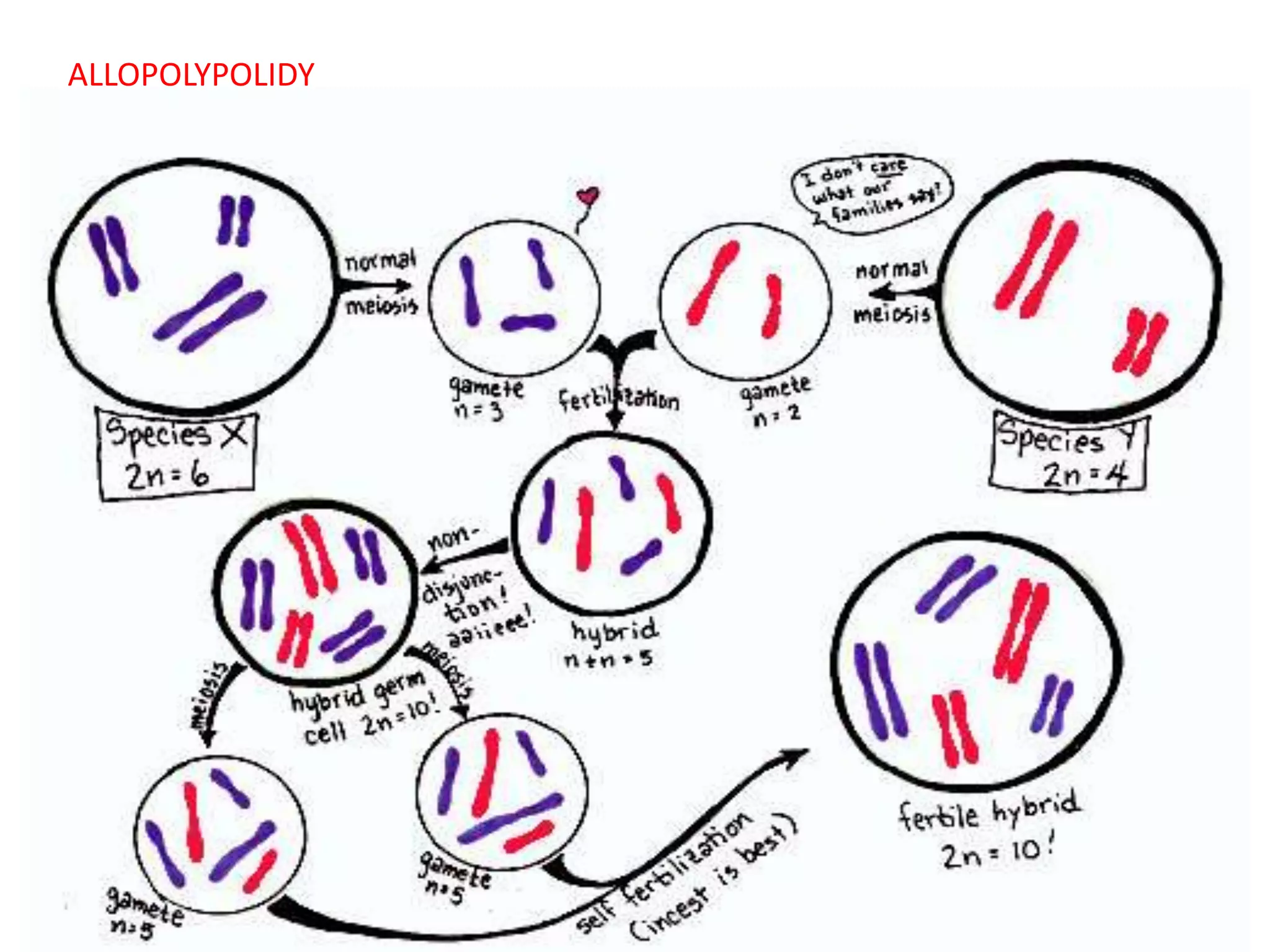 ALLOPOLYPOLIDY 
autopolyploidy (genome doubling) = the multiplication of one basic set of 
chromosomes 
allopolyploidy = the combination of genetically distinct, but similar chromosome sets. 
Autopolyploids are derived from within a single species; allopolyploids arise via 
hybridization between two species . 
 
