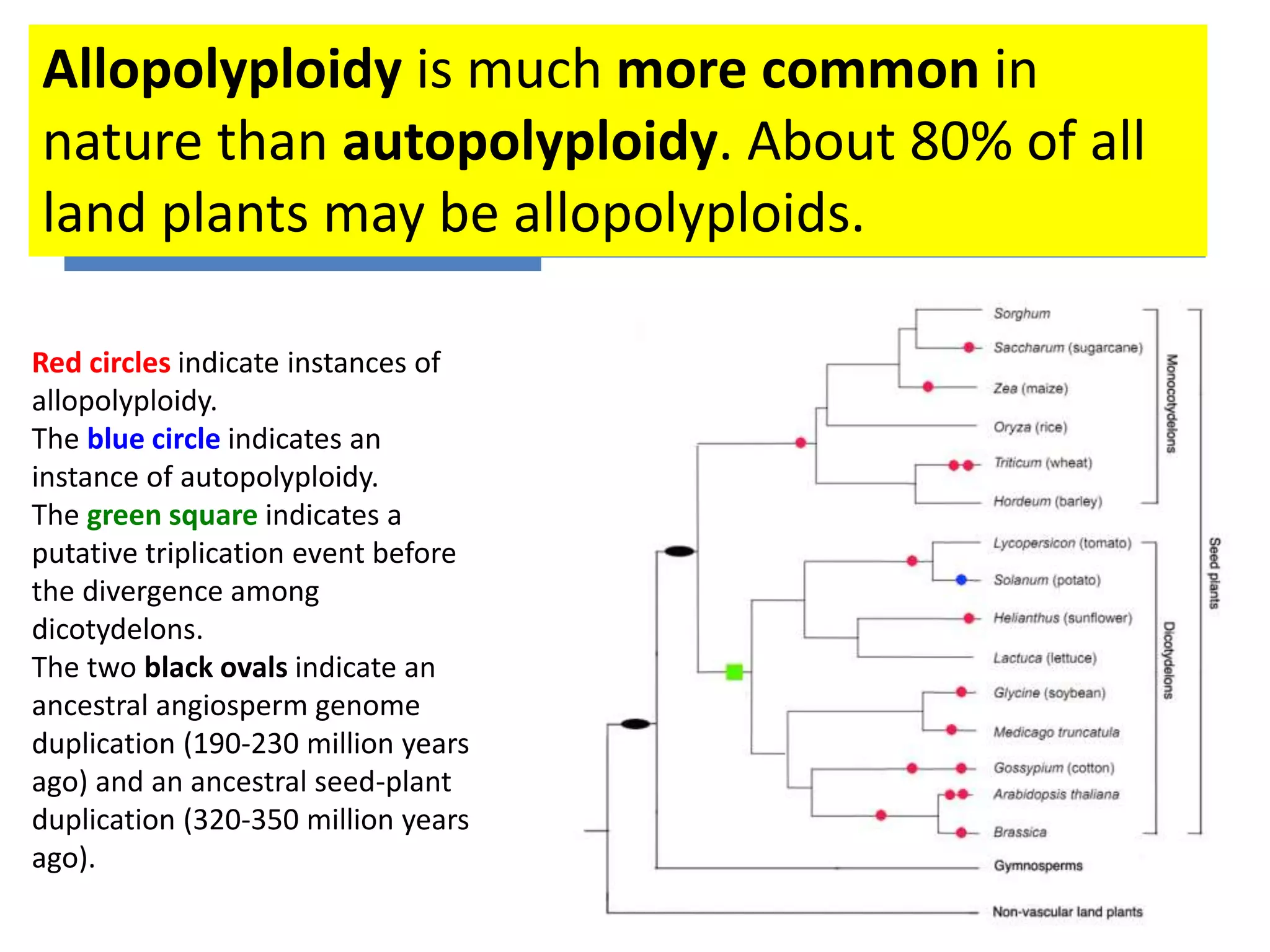 Allopolyploidy is much more common in 
nature than autopolyploidy. About 80% of all 
land plants may be allopolyploids. 
Red circles indicate instances of 
allopolyploidy. 
The blue circle indicates an 
instance of autopolyploidy. 
The green square indicates a 
putative triplication event before 
the divergence among 
dicotydelons. 
The two black ovals indicate an 
ancestral angiosperm genome 
duplication (190-230 million years 
ago) and an ancestral seed-plant 
duplication (320-350 million years 
ago). 
 