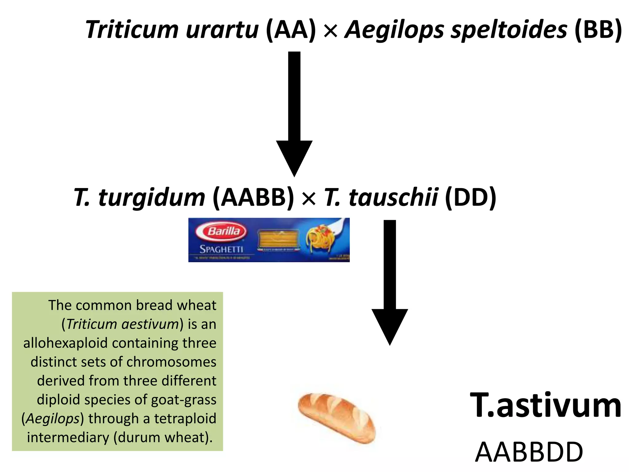 Triticum urartu (AA)  Aegilops speltoides (BB) 
T. turgidum (AABB)  T. tauschii (DD) 
T.astivum 
AABBDD 
The common bread wheat 
(Triticum aestivum) is an 
allohexaploid containing three 
distinct sets of chromosomes 
derived from three different 
diploid species of goat-grass 
(Aegilops) through a tetraploid 
intermediary (durum wheat). 
 