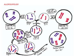 Allopolyploid | PPTX