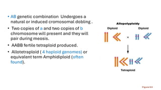 Cytogenetics, Allopolyploids in plants and nature | PDF