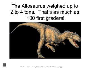 The Allosaurus weighed up to
2 to 4 tons. That’s as much as
        100 first graders!




    http://www.cbv.ns.ca/marigold/history/dinosaurs/datafiles/allosauruspic.jpg
 