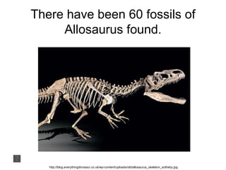 There have been 60 fossils of
     Allosaurus found.




   http://blog.everythingdinosaur.co.uk/wp-content/uploads/old/allosaurus_skeleton_sotheby.jpg
 
