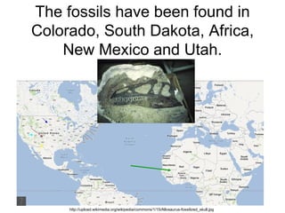 The fossils have been found in
Colorado, South Dakota, Africa,
    New Mexico and Utah.




     http://upload.wikimedia.org/wikipedia/commons/1/15/Allosaurus-fossilized_skull.jpg
 