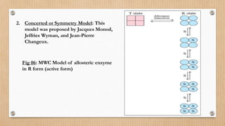 2. Concerted or Symmetry Model: This
model was proposed by Jacques Monod,
Jeffries Wyman, and Jean-Pierre
Changeux.
Fig 06: MWC Model of allosteric enzyme
in R form (active form)
 