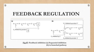 FEEDBACK REGULATION
Fig 07: Feedback inhibition (a) Sequential inhibition
(b) in branched pathway
 
