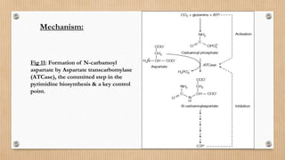Fig 11: Formation of N-carbamoyl
aspartate by Aspartate transcarbomylase
(ATCase), the committed step in the
pyrimidine biosynthesis & a key control
point.
Mechanism:
 