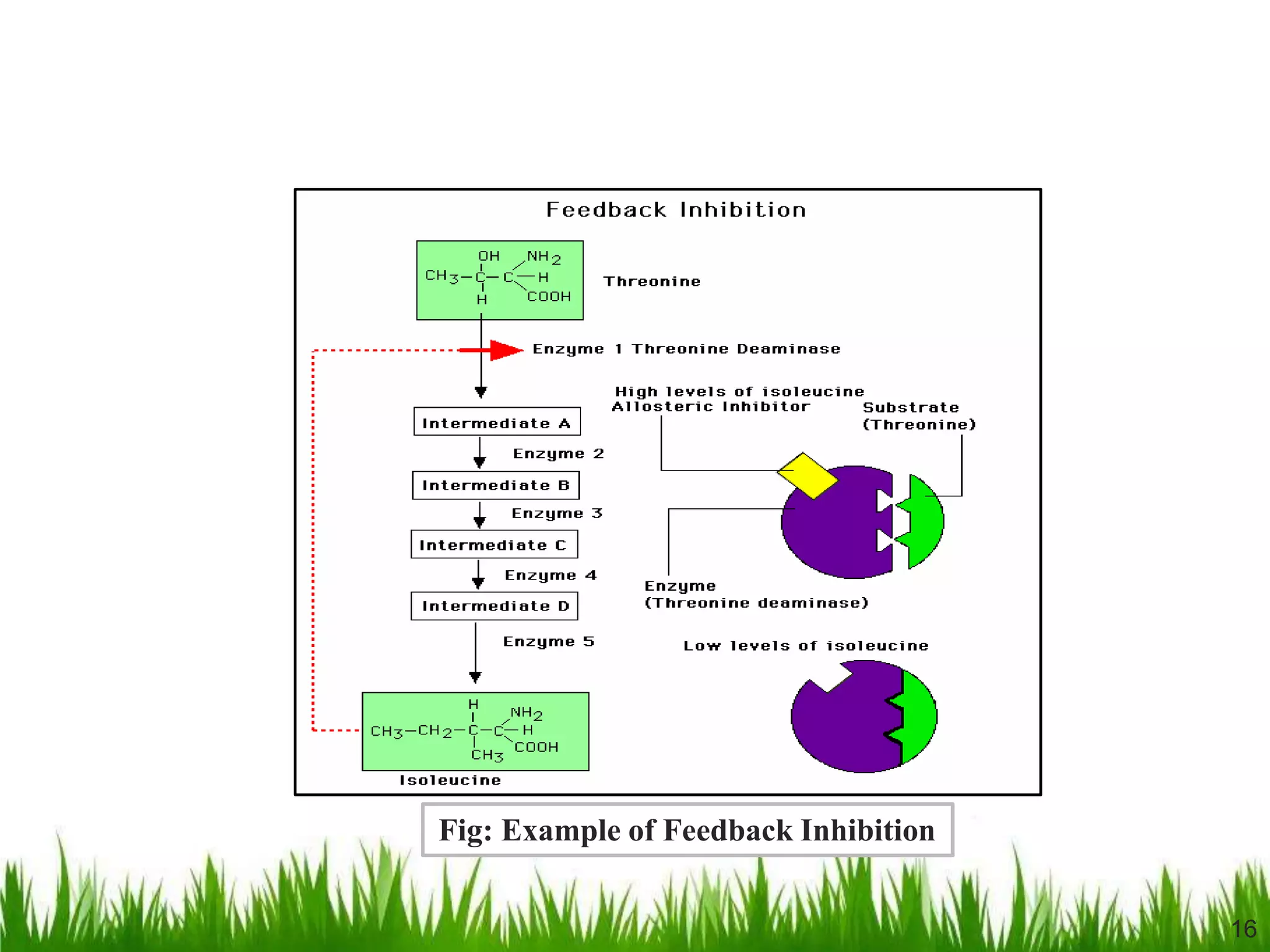 Allosteric enzymes regulation | PPTX