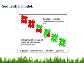 Allosteric enzymes regulation | PPTX