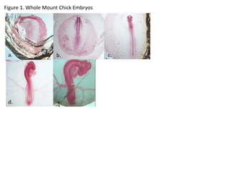 Figure 1. Whole Mount Chick Embryos
a. b. c.
d. e.
 