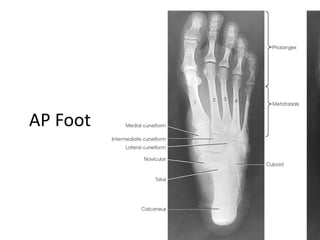All projections Anatomy | PPTX