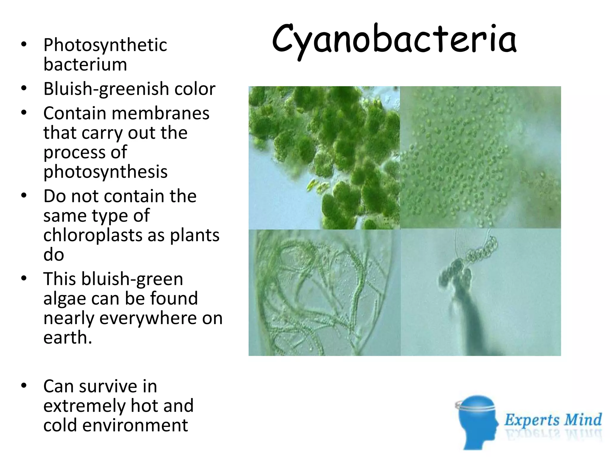 All prokaryotes are in the monera kingdom | PPTX