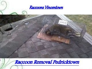 Raccoons Vincentown
Raccoon Removal Pedricktown
 