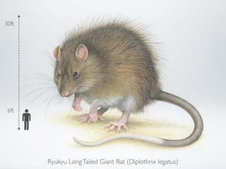 30ft




 6ft




       Ryukyu Long Tailed Giant Rat (Diplothrix legatus)
 