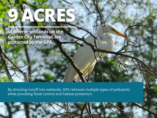 9 ACRES
of diverse wetlands (at the
Garden City Terminal) are
protected by the GPA.

By directing runoff into wetlands, GPA removes multiple types of pollutants
while providing flood control and habitat protection.

 