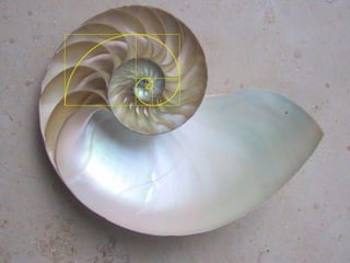 The Golden Spiral | PPT
