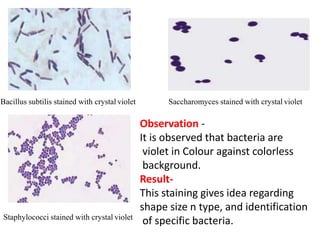 Bacillus subtilis stained with crystal violet Saccharomyces stained with crystal violet
Staphylococci stained with crystal violet
Observation -
It is observed that bacteria are
violet in Colour against colorless
background.
Result-
This staining gives idea regarding
shape size n type, and identification
of specific bacteria.
 