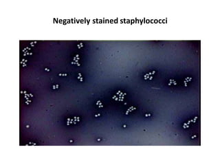 Negatively stained staphylococci
 