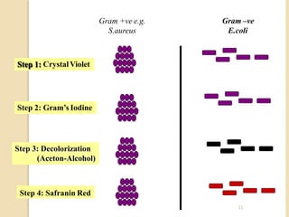 11
Gram +ve e.g.
S.aureus
Gram –ve
E.coli
Step 1: Crystal Violet
Step 2: Gram’s Iodine
Step 3: Decolorization
(Aceton-Alcohol)
Step 4: Safranin Red
 