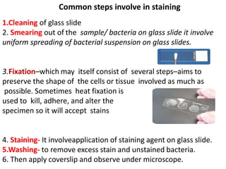 Common steps involve in staining
1.Cleaning of glass slide
2. Smearing out of the sample/ bacteria on glass slide it involve
uniform spreading of bacterial suspension on glass slides.
3.Fixation–which may itself consist of several steps–aims to
preserve the shape of the cells or tissue involved as much as
possible. Sometimes heat fixation is
used to kill, adhere, and alter the
specimen so it will accept stains
4. Staining- It involveapplication of staining agent on glass slide.
5.Washing- to remove excess stain and unstained bacteria.
6. Then apply coverslip and observe under microscope.
 