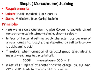 Simple( Monochrome) Staining
• Requirements
• Culture- E.coli, B.substilis, or S.aureus
• Stains- Methylene blue, Carbol fuchsin
Principle-
• Here we use only one stain to give Colour to bacteria called
monochrome staining.(mono-single, chrome-colour)
• Surface of bacterial cell has acidic characteristics because of
large amount of carboxyl group deposited on cell surface due
to acidic amino acid.
• Therefore, when ionization of carboxyl group takes place it
imparts –ve charge to bacterial cell.
COOH ionization COO- + H+
• In nature H+ replace by another positive charge ion. e.g. Na+,
+ +
 