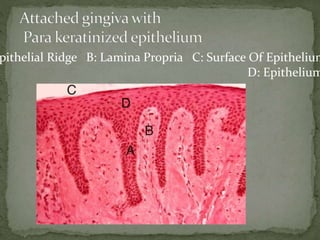 Wpithelial Ridge Formation All the slides of oral histology practicle | PPTX