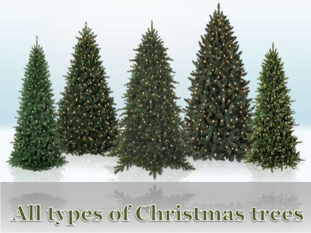 Different Types Of Christmas Trees