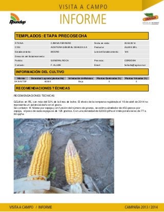 Agrotestigo-Maiz DEKALB-Campaña 1314-Informe PRECOSECHA-ALLWE.-Nº 46