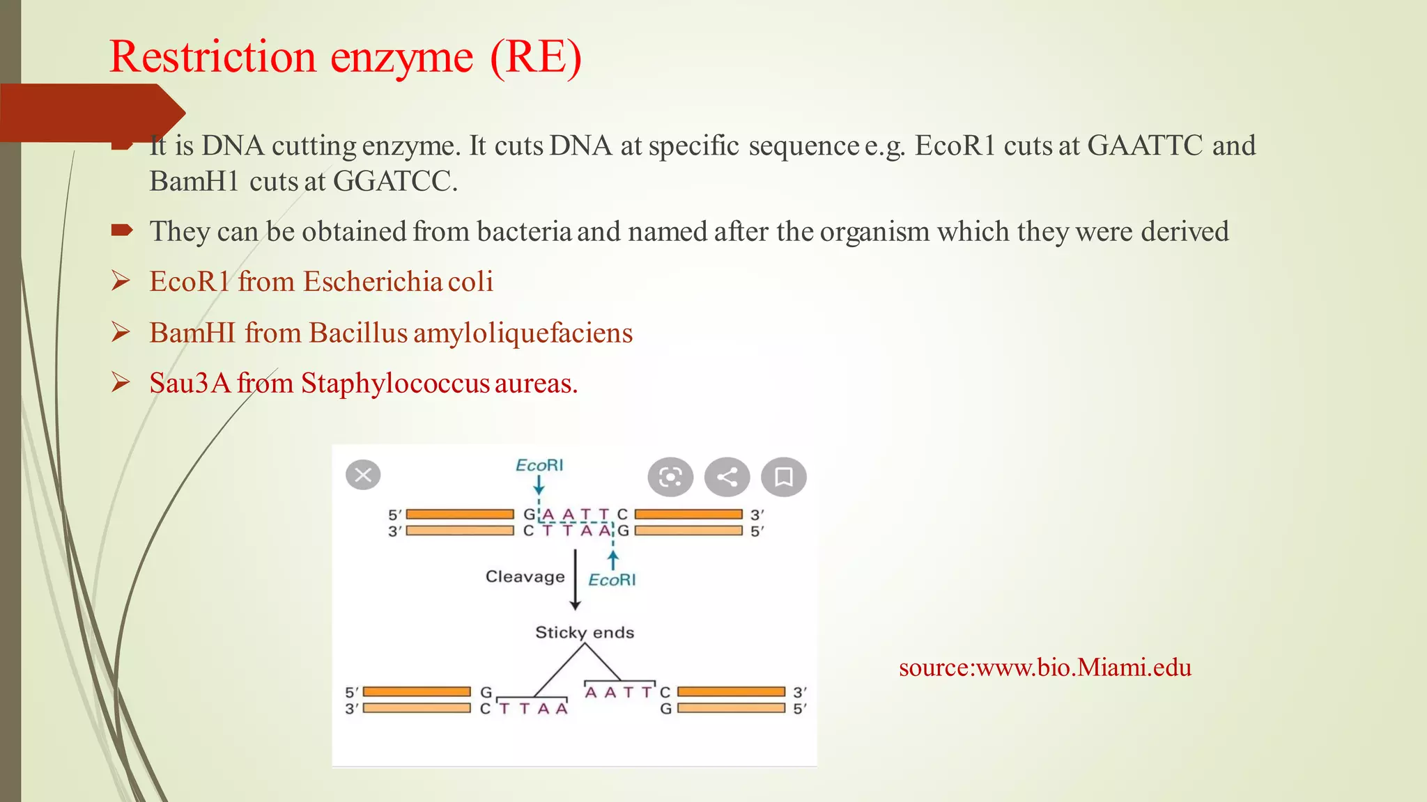 Restriction enzyme (RE)
 It is DNA cutting enzyme. It cuts DNA at specific sequencee.g. EcoR1 cuts at GAATTC and
BamH1 cuts at GGATCC.
 They can be obtained from bacteriaand named after the organism which they were derived
➢ EcoR1 from Escherichiacoli
➢ BamHI from Bacillus amyloliquefaciens
➢ Sau3Afrom Staphylococcusaureas.
source:www.bio.Miami.edu
 