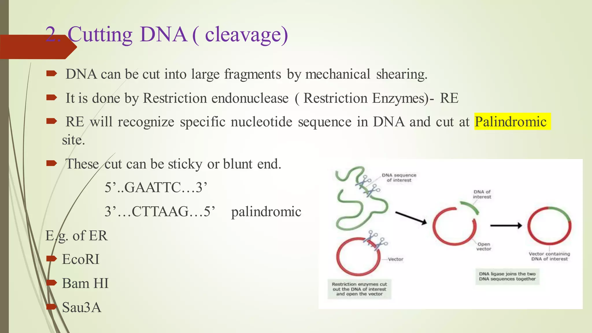 2. Cutting DNA ( cleavage)
 DNA can be cut into large fragments by mechanical shearing.
 It is done by Restriction endonuclease ( Restriction Enzymes)- RE
 RE will recognize specific nucleotide sequence in DNA and cut at Palindromic
site.
 These cut can be sticky or blunt end.
5’..GAATTC…3’
3’…CTTAAG…5’ palindromic
E.g. of ER
 EcoRI
 Bam HI
 Sau3A
 