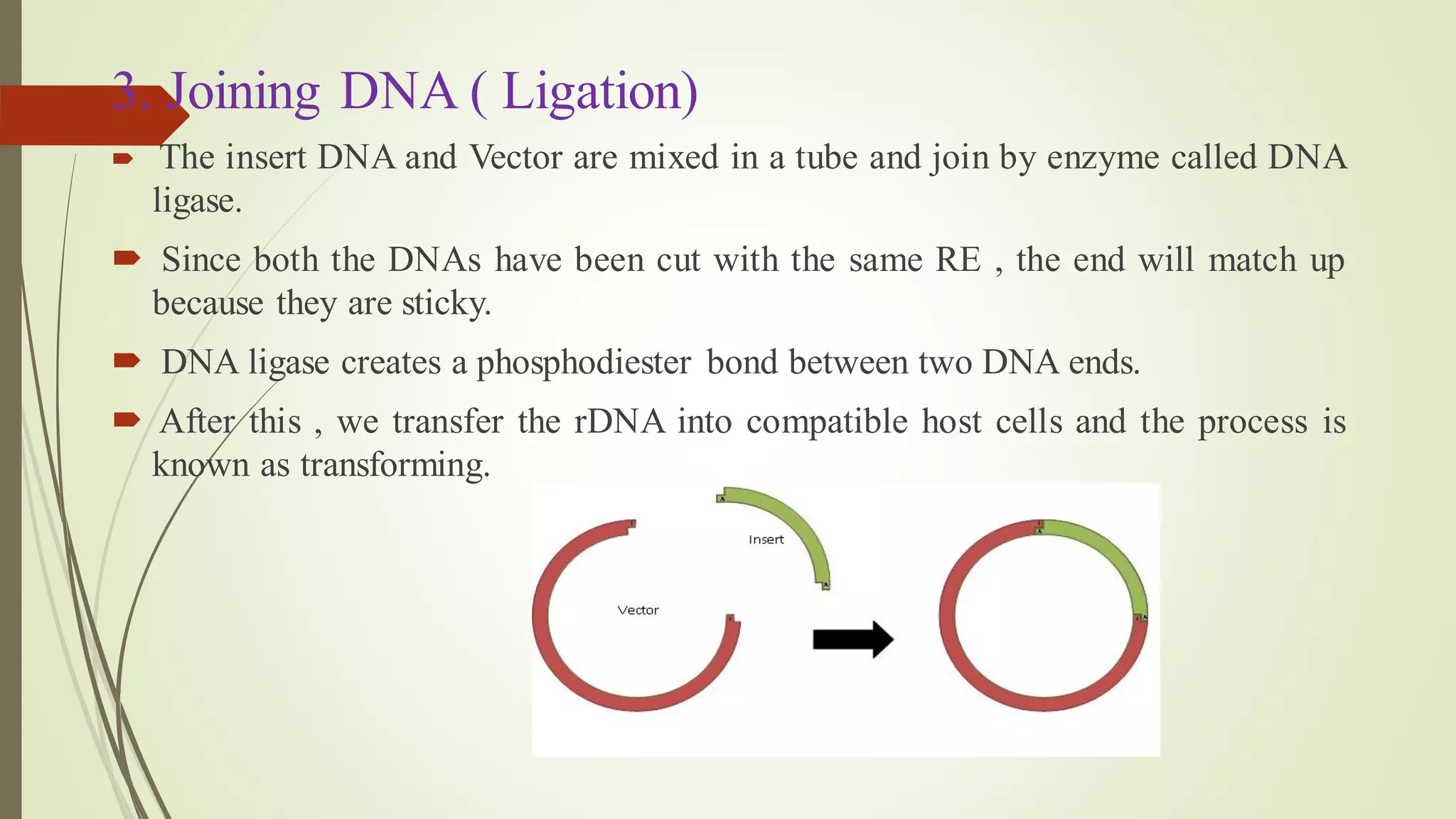 3. Joining DNA ( Ligation)
 The insert DNA and Vector are mixed in a tube and join by enzyme called DNA
ligase.
 Since both the DNAs have been cut with the same RE , the end will match up
because they are sticky.
 DNA ligase creates a phosphodiester bond between two DNA ends.
 After this , we transfer the rDNA into compatible host cells and the process is
known as transforming.
 