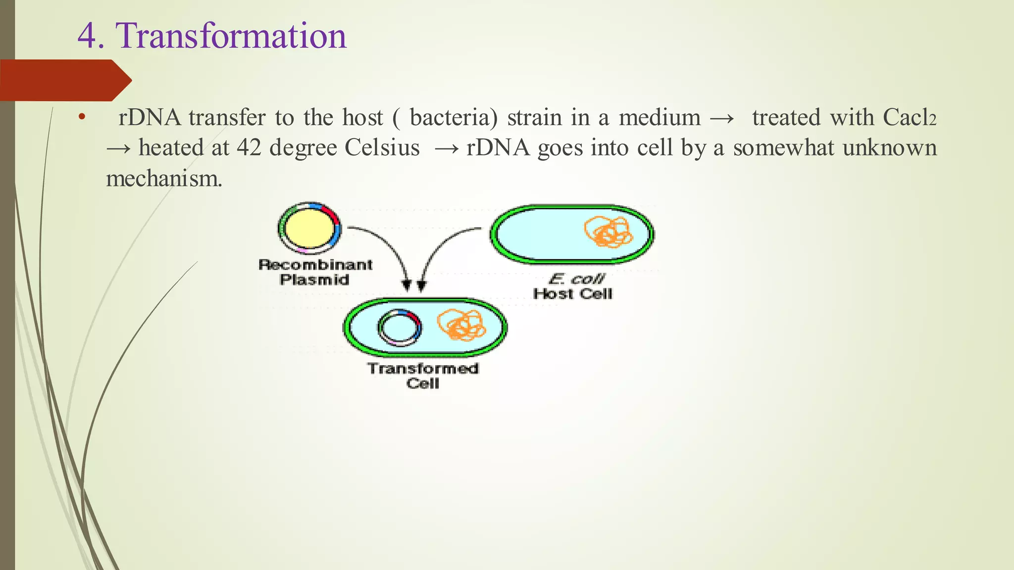4. Transformation
• rDNA transfer to the host ( bacteria) strain in a medium → treated with Cacl2
→ heated at 42 degree Celsius → rDNA goes into cell by a somewhat unknown
mechanism.
 