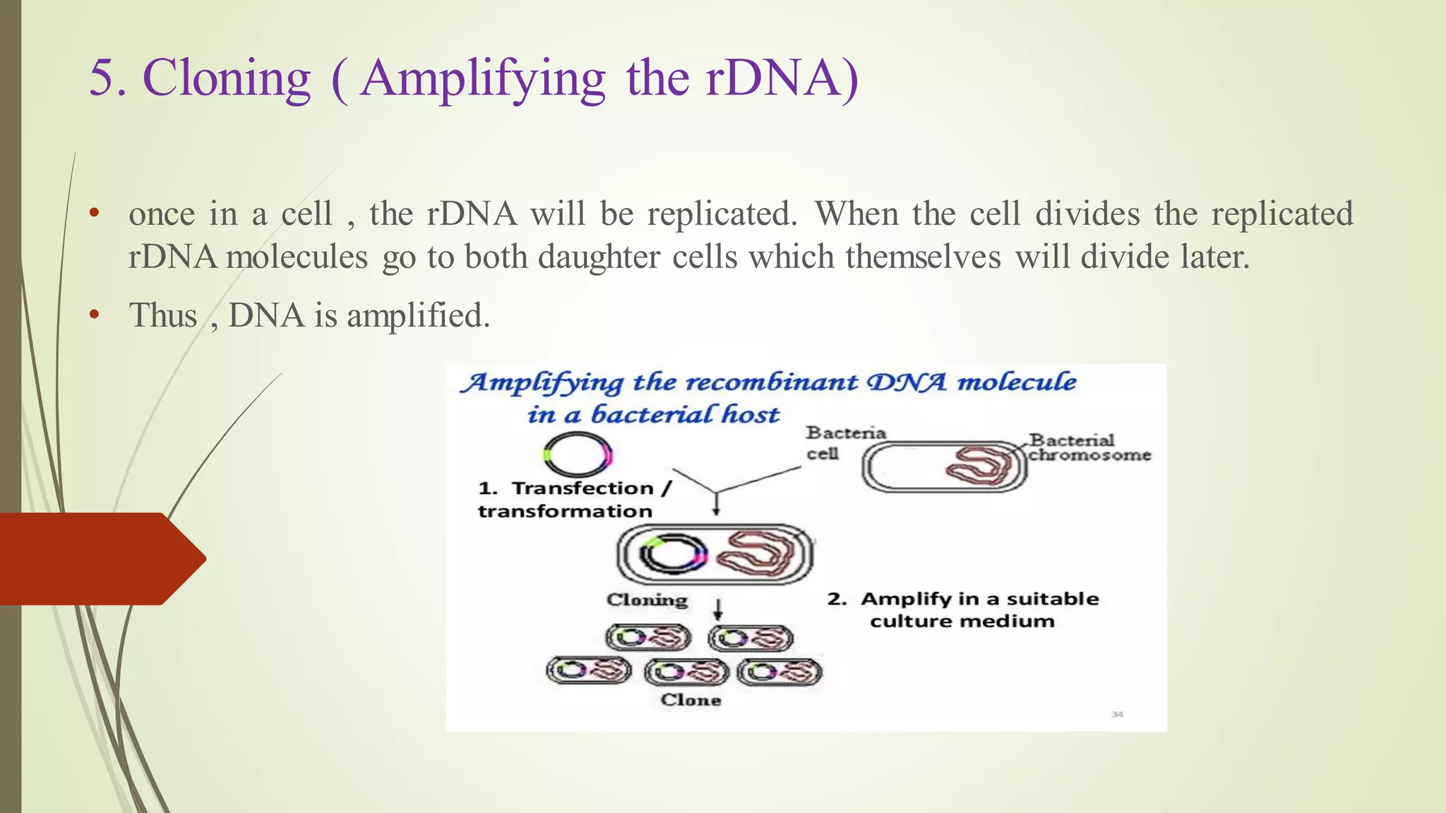 5. Cloning ( Amplifying the rDNA)
• once in a cell , the rDNA will be replicated. When the cell divides the replicated
rDNA molecules go to both daughter cells which themselves will divide later.
• Thus , DNA is amplified.
 