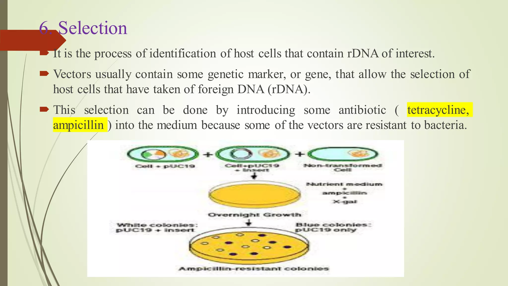 6. Selection
 It is the process of identification of host cells that contain rDNA of interest.
 Vectors usually contain some genetic marker, or gene, that allow the selection of
host cells that have taken of foreign DNA (rDNA).
 This selection can be done by introducing some antibiotic ( tetracycline,
ampicillin ) into the medium because some of the vectors are resistant to bacteria.
 