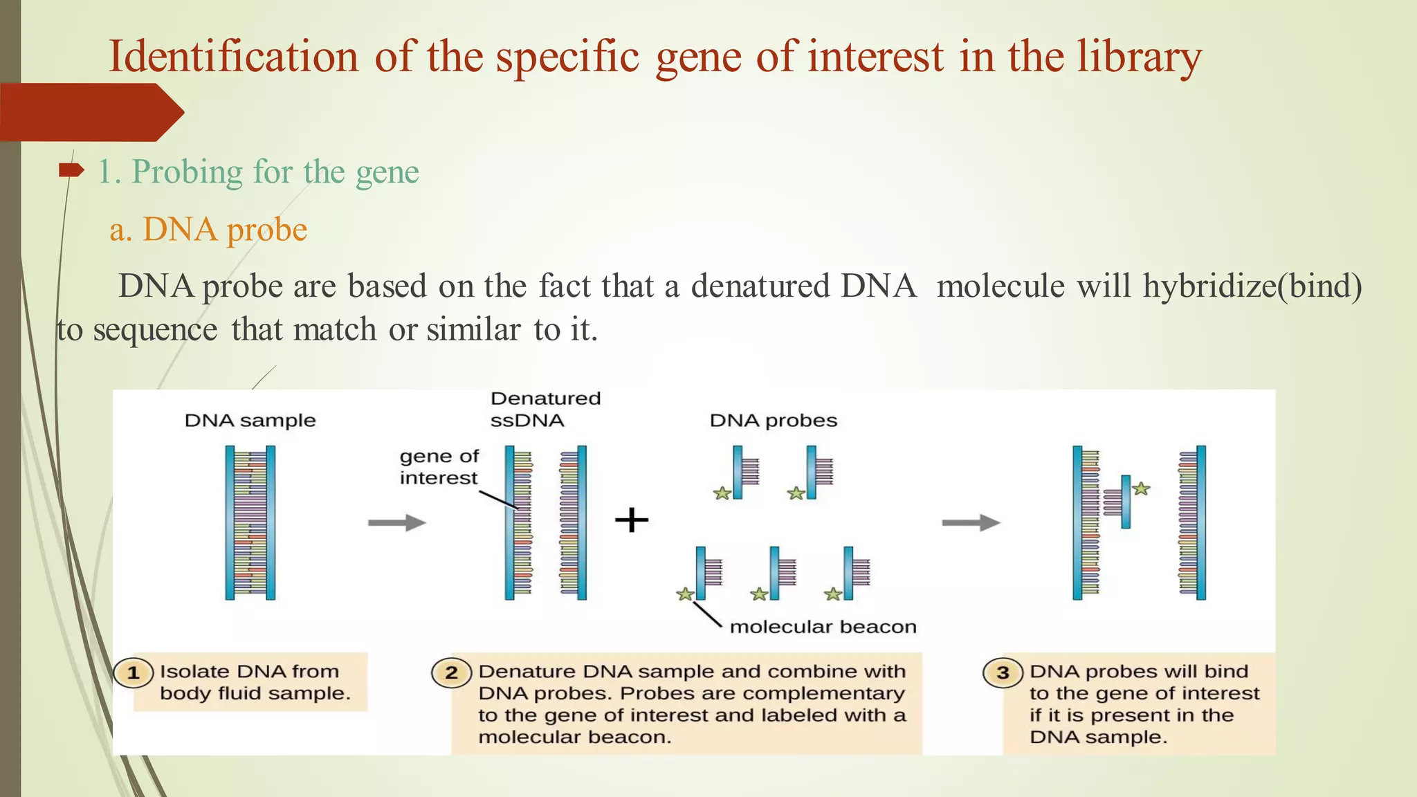 Identification of the specific gene of interest in the library
 1. Probing for the gene
a. DNA probe
DNA probe are based on the fact that a denatured DNA molecule will hybridize(bind)
to sequence that match or similar to it.
 