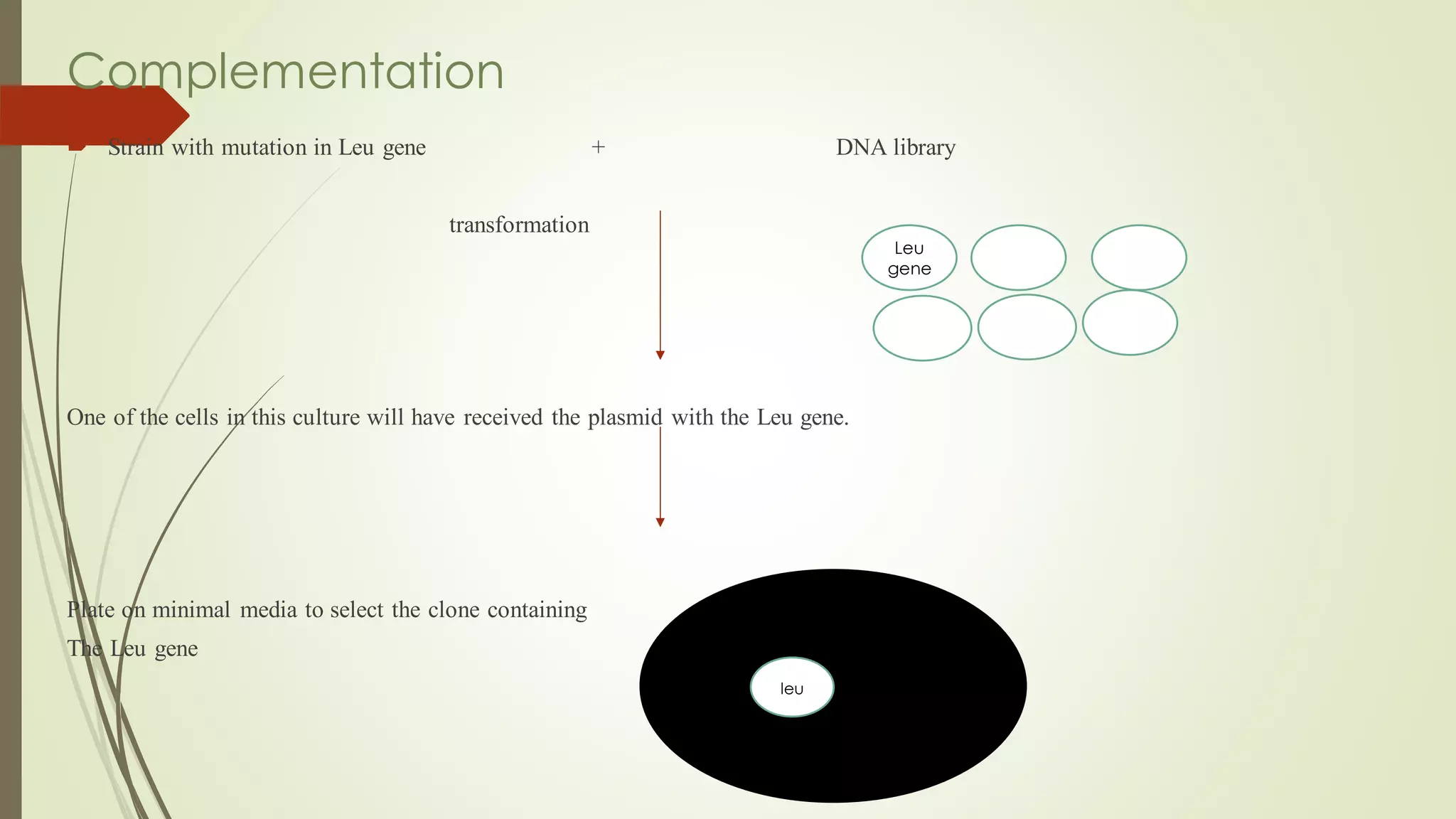 Complementation
 Strain with mutation in Leu gene + DNA library
transformation
One of the cells in this culture will have received the plasmid with the Leu gene.
Plate on minimal media to select the clone containing
The Leu gene
Leu
gene
leu
 