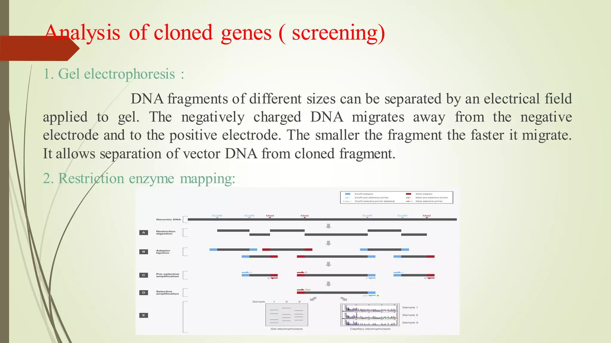 Analysis of cloned genes ( screening)
1. Gel electrophoresis :
DNA fragments of different sizes can be separated by an electrical field
applied to gel. The negatively charged DNA migrates away from the negative
electrode and to the positive electrode. The smaller the fragment the faster it migrate.
It allows separation of vector DNA from cloned fragment.
2. Restriction enzyme mapping:
 