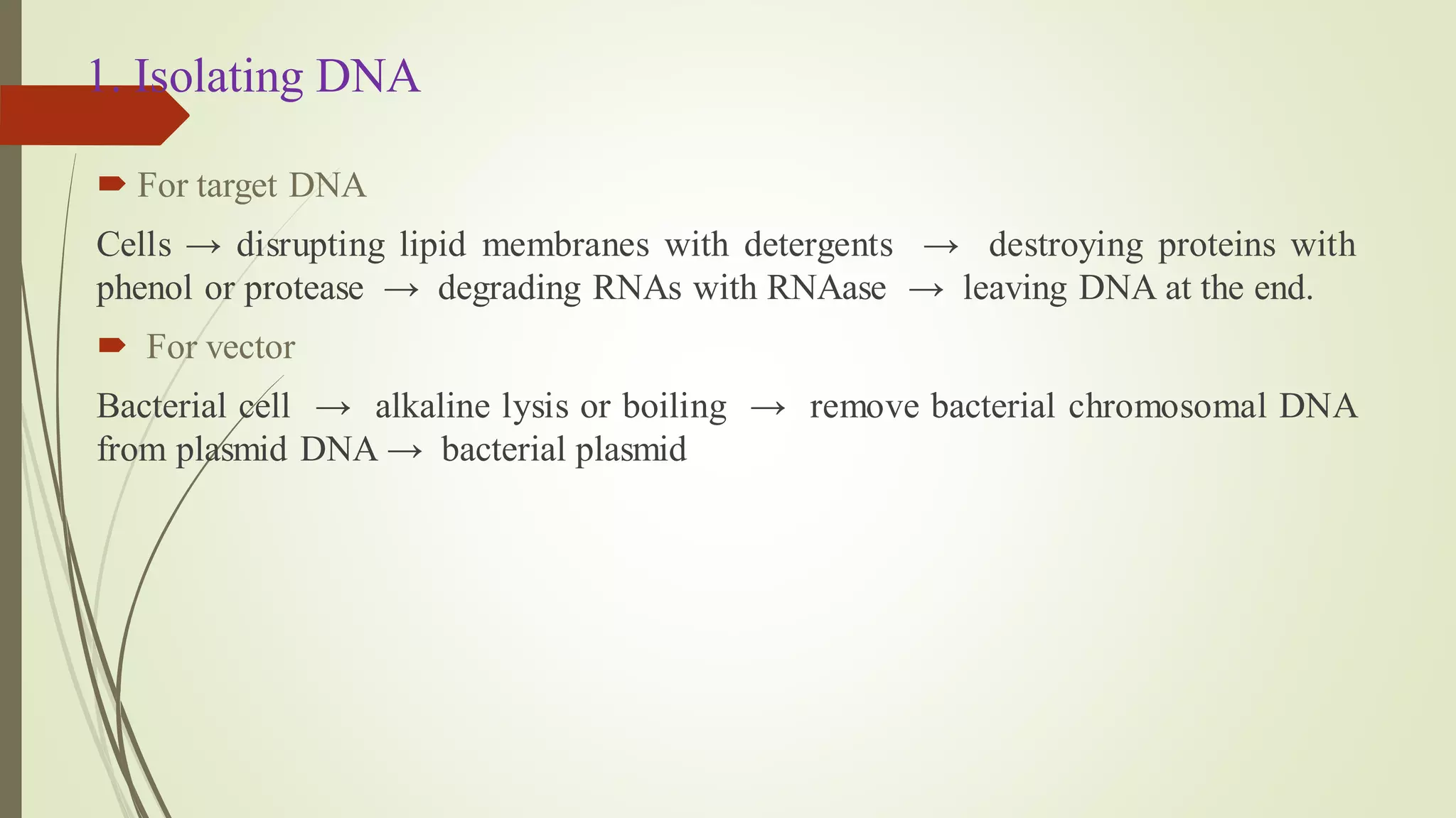 1. Isolating DNA
 For target DNA
Cells → disrupting lipid membranes with detergents → destroying proteins with
phenol or protease → degrading RNAs with RNAase → leaving DNA at the end.
 For vector
Bacterial cell → alkaline lysis or boiling → remove bacterial chromosomal DNA
from plasmid DNA → bacterial plasmid
 