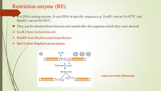 Restriction enzyme (RE)
 It is DNA cutting enzyme. It cuts DNA at specific sequencee.g. EcoR1 cuts at GAATTC and
BamH1 cuts at GGATCC.
 They can be obtained from bacteriaand named after the organism which they were derived
➢ EcoR1 from Escherichiacoli
➢ BamHI from Bacillus amyloliquefaciens
➢ Sau3Afrom Staphylococcusaureas.
source:www.bio.Miami.edu
 