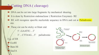 2. Cutting DNA ( cleavage)
 DNA can be cut into large fragments by mechanical shearing.
 It is done by Restriction endonuclease ( Restriction Enzymes)- RE
 RE will recognize specific nucleotide sequence in DNA and cut at Palindromic
site.
 These cut can be sticky or blunt end.
5’..GAATTC…3’
3’…CTTAAG…5’ palindromic
E.g. of ER
 EcoRI
 Bam HI
 Sau3A
 