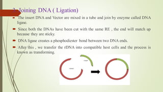 3. Joining DNA ( Ligation)
 The insert DNA and Vector are mixed in a tube and join by enzyme called DNA
ligase.
 Since both the DNAs have been cut with the same RE , the end will match up
because they are sticky.
 DNA ligase creates a phosphodiester bond between two DNA ends.
 After this , we transfer the rDNA into compatible host cells and the process is
known as transforming.
 