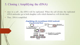 5. Cloning ( Amplifying the rDNA)
• once in a cell , the rDNA will be replicated. When the cell divides the replicated
rDNA molecules go to both daughter cells which themselves will divide later.
• Thus , DNA is amplified.
 